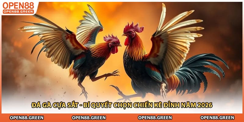 Đá Gà Cựa Sắt - Bí Quyết Chọn Chiến Kê Đỉnh Năm 2026