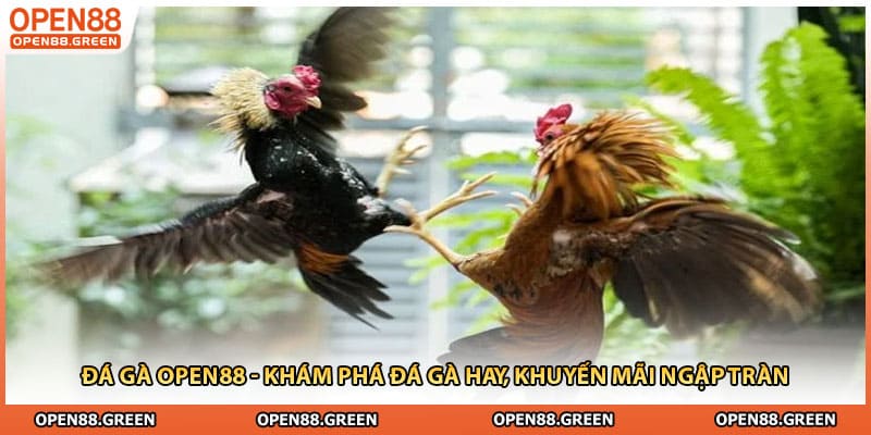 Đá Gà Open88 - Khám Phá Đá Gà Hay, Khuyến Mãi Ngập Tràn